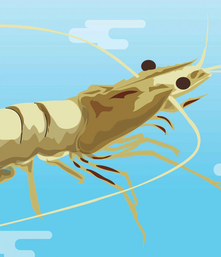 Membangkitkan Kejayaan Tambak Bumi Dipasena