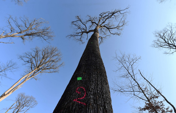 Pohon Berusia 200 Tahun Ditebang untuk Rekonstruksi Katedral Notre-Dame