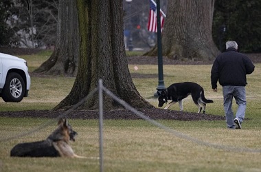 Anjing Biden Dipulangkan ke Delaware usai Gigit Staf Gedung Putih
