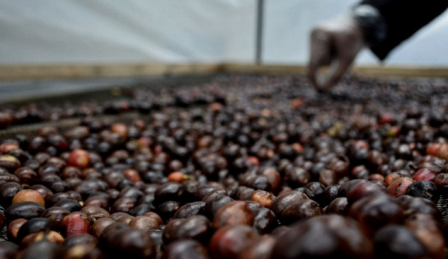 Ilustrasi ekspor kopi - - Foto: Antara/ Candra