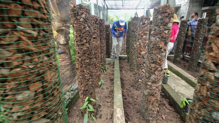 Budi Daya Vanili di Lahan Sempit