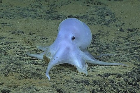 Sultra Ekspor Gurita 66,8 ton ke Jepang dan Amerika Serikat