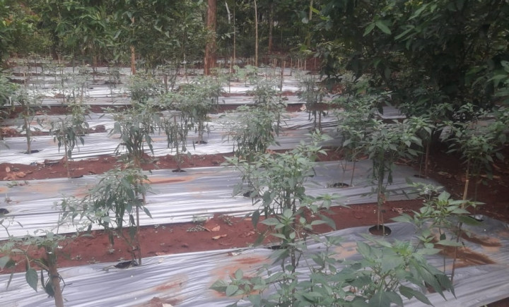 Harga Melambung, NasDem Jepara Bagi-bagi Bibit Tanaman Cabai Rawit