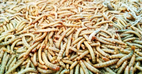 Pangan Masa Depan: Menjijikkan tapi Menjanjikan