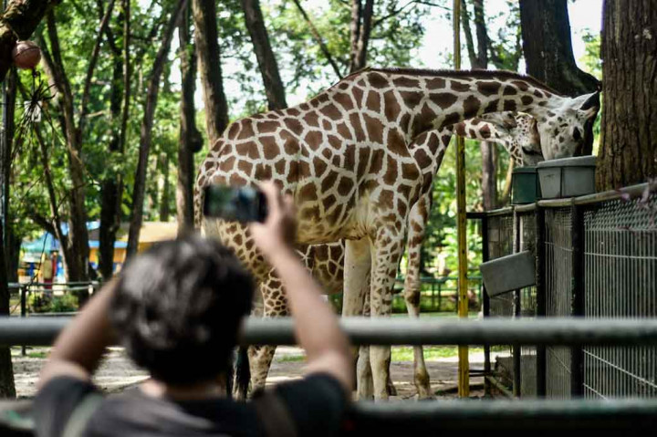 Suasana Taman Margasatwa Ragunan Setelah Dibuka Lagi