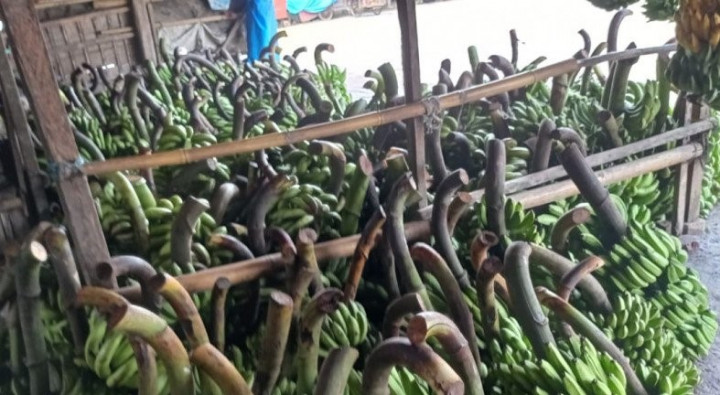 Petani Lebak Kembangkan Budidaya Pisang