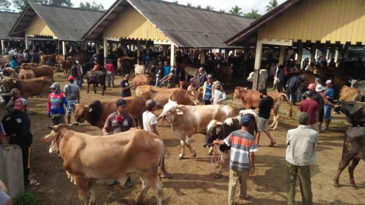 Kementan Dorong Peternak Sapi di Babel Manfaatkan KUR