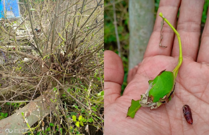 Ribuan Ulat Serang Pesisir Demak, Pelarangan Penangkapan Burung Diusulkan