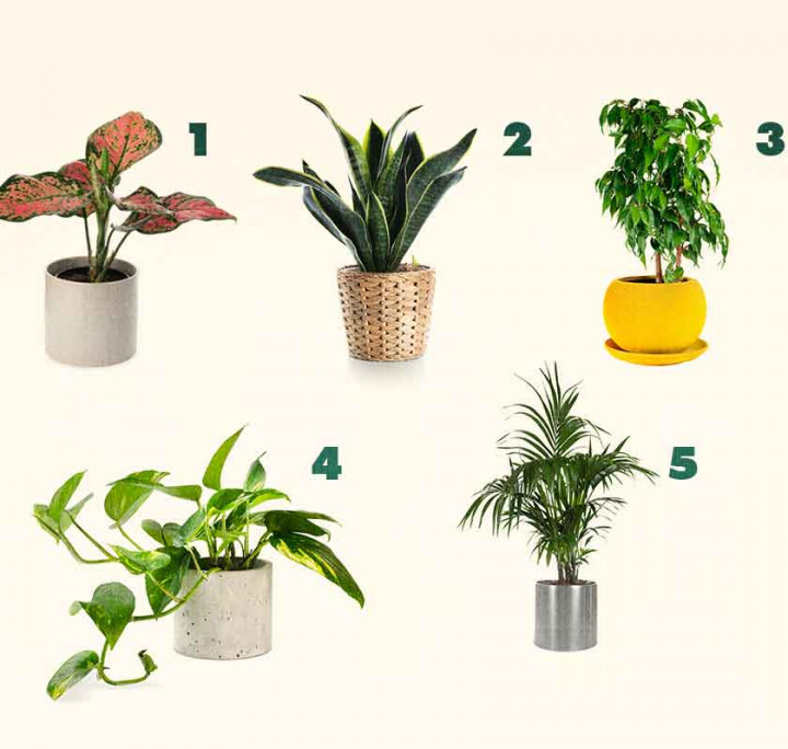 5 Jenis Tanaman 'Pendingin Ruangan'