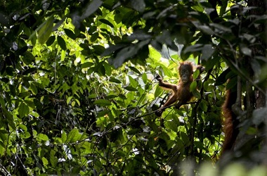 Inggris Investasi Rp3 Triliun untuk Lindungi Hutan Hujan Dunia