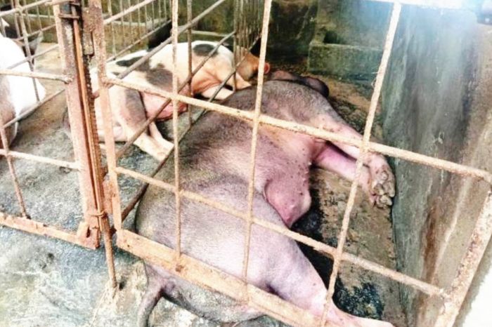 Ribuan Babi Mati, Peternak di Sikka Merugi