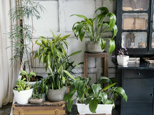 4 Tanaman yang Dapat Menyerap Debu di dalam Rumah