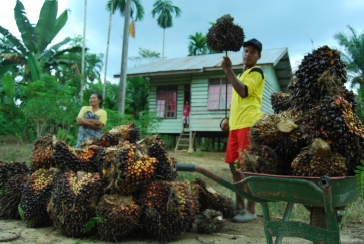 Harga CPO di Jambi Kembali Melonjak