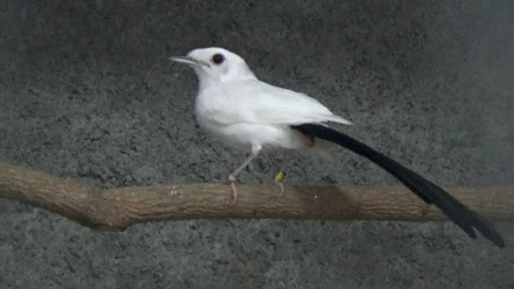 Penangkar Murai Panda Albino di Gresik Raup Ratusan Juta