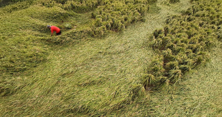 Produksi Beras di Jepara Surplus Puluhan Ribu Ton Tiap Tahun