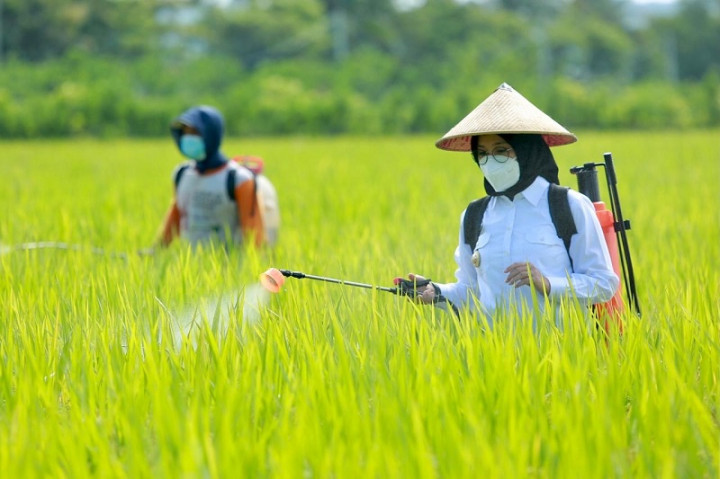 Surplus 325 RIbu ton, Bupati Banyuwangi Tolak Impor Beras