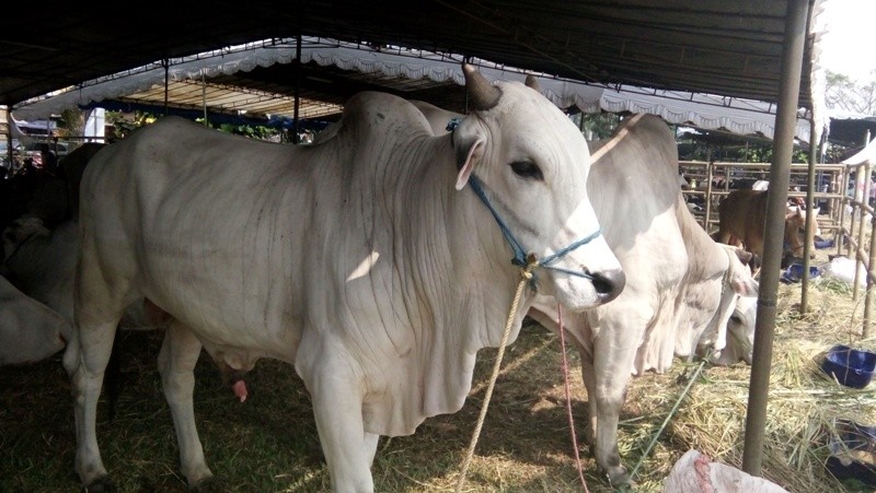 11 Foto Kerbau Vs Sapi Terbaru - Gambar Gantari