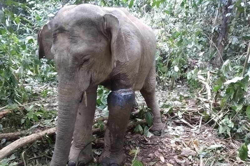 Gajah Penuh Luka Membusuk Ditemukan di Aceh Timur - Medcom.id