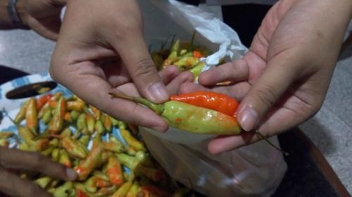 Geger Cabai Dicat, Polisi Periksa 4 Orang