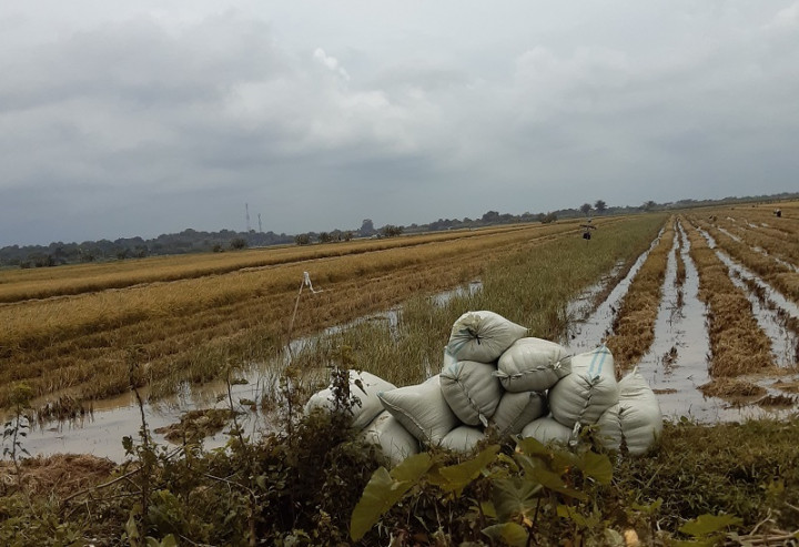 Harga Beras dari Petani Harus Dijaga Stabil