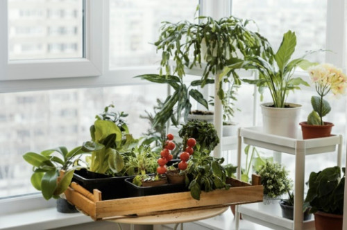 5 Tips Membuat Indoor Garden