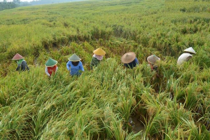 Surplus, Sleman Tak Butuh Beras Impor