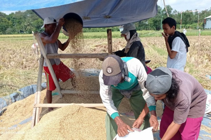 Produksi Beras di Lebak Surplus 183.428 Ton pada 2020