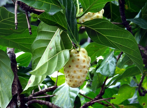 Buah mengkudu atau yang juga dikenal dengan nama pace merupakan buah yang populer sebagai obat herbal dan suplemen. (Foto: Ilustrasi. Dok. Pixabay.com)