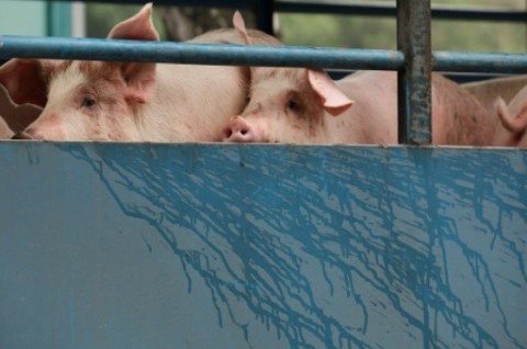 Babi Hutan di OKU Mati Diserang <i>Africa Swine Fever</i>