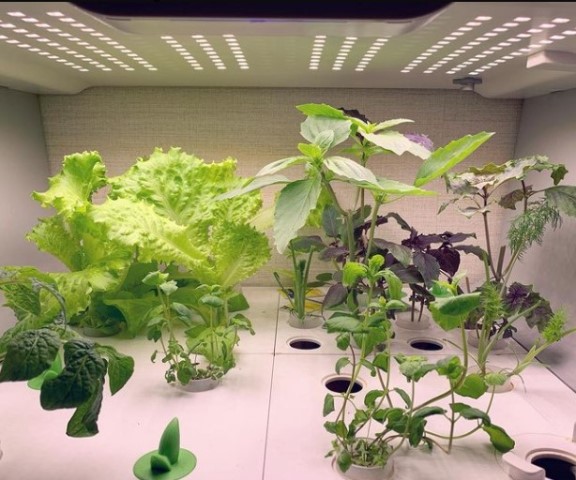 Keuntungan dan Kekurangan Menanam Hidroponik