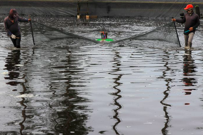 Program Tambak Milenial Diharap Dorong Industri Udang Nasional
