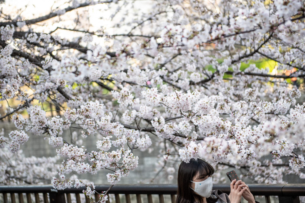 Menikmati Keindahan Sakura Mekar di Jepang