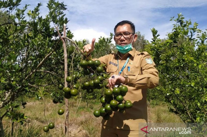 Pengembangan Jeruk Teknologi Bujangseta di Sambas 1.000 Ha pada 2021