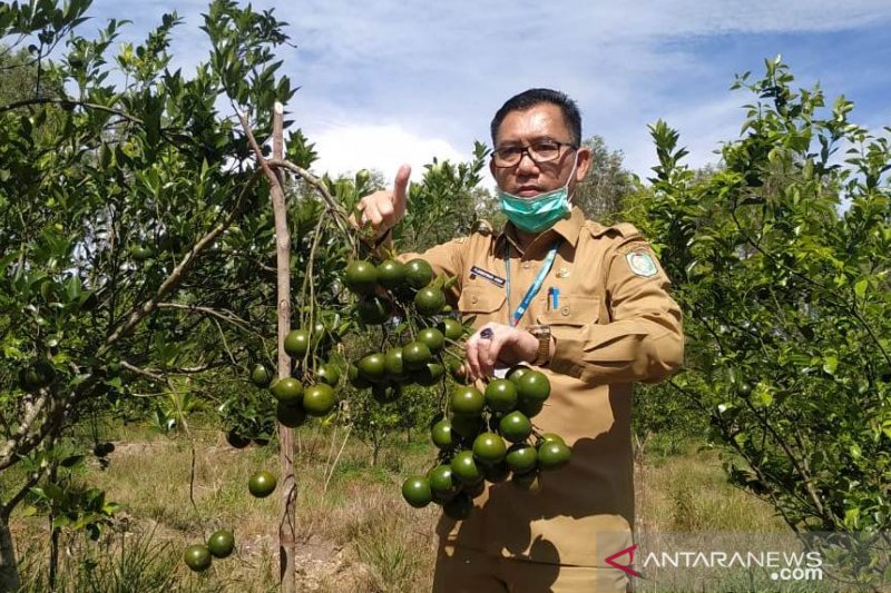 Jeruk bujangseta. Foto :  Ant. 