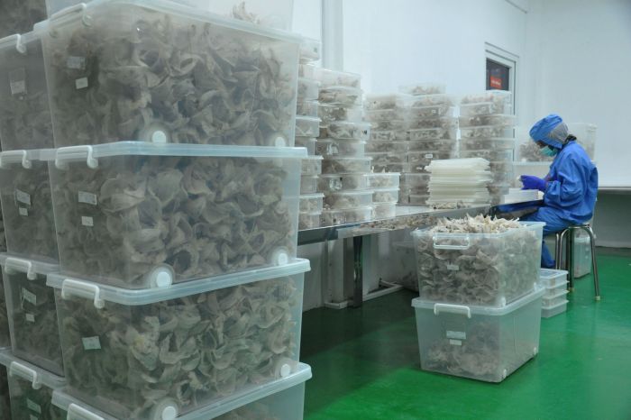 RI Ekspor Sarang Burung Walet USD1,13 Miliar ke Tiongkok