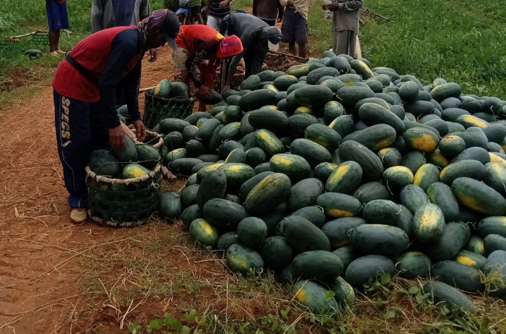  Panen semangka organik. Medcom.id/ Rhobi Shani