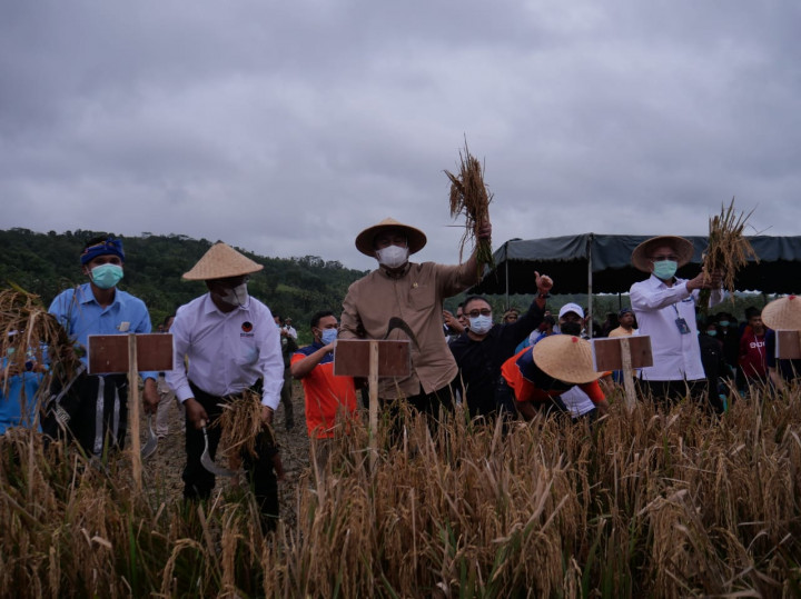 Rachmat Gobel Panen Padi dengan Pupuk Nonsubsidi di Sumba