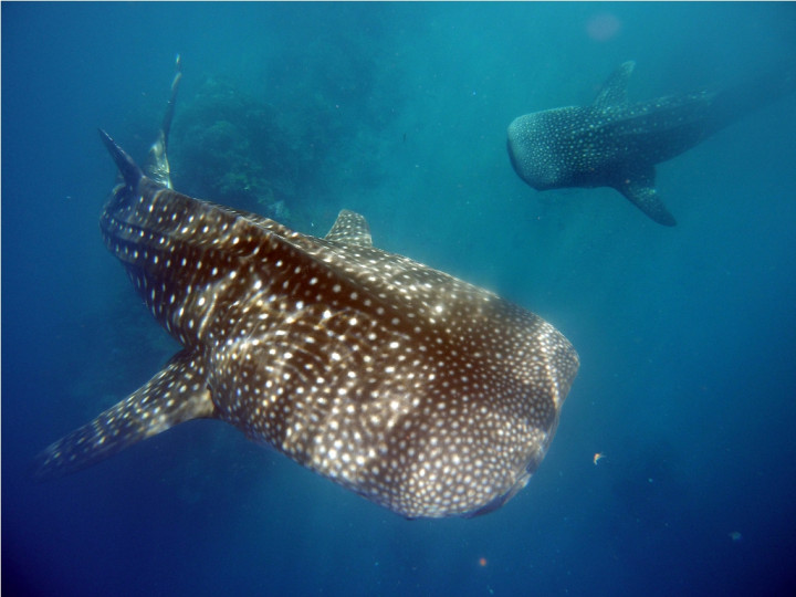 Keberadaan Ikan Hiu-Pari Indikator Kesehatan Laut