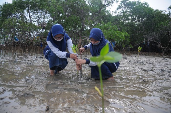 KKP Raih Tambahan Anggaran Rp43,34 miliar untuk Rehabilitasi Mangrove