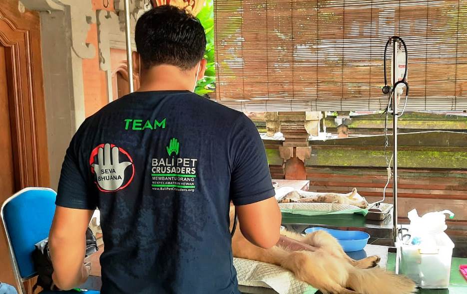 Proses vaksinasi rabies pada anjing. 