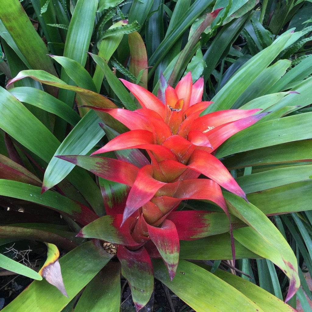Begini cara menanam dan memelihara tanaman bromeliad. (Foto: Dok. The Spruce)