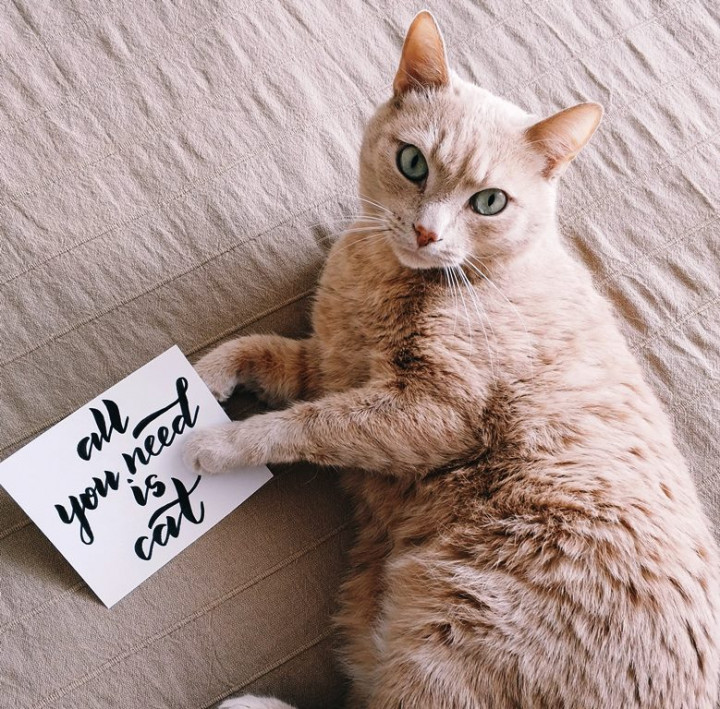 Peran Kucing, dari Sekadar Aksesoris kini jadi Bagian Penting si Pemilik