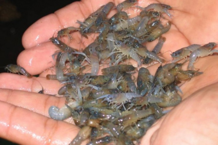 Penyelundupan 100 Ribu Benih Lobster ke Singapura Terendus Polisi