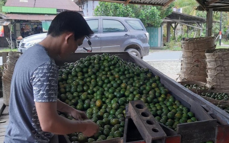 Petani Jeruk. Foto : ANT. 