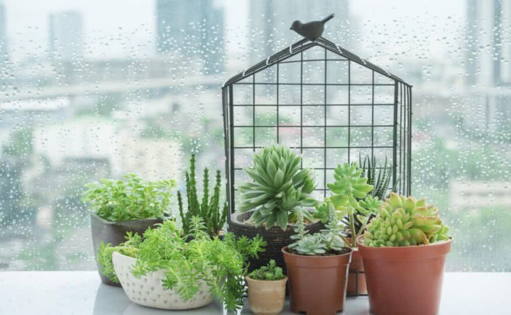 Berita Populer Properti, Rumah Canggih Jessica Capshaw  hingga Tanaman Sukulen