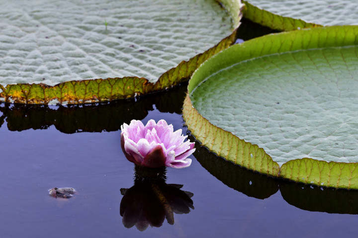 Keindahan Bunga Lili Raksasa yang Penuhi Sungai di Paraguay