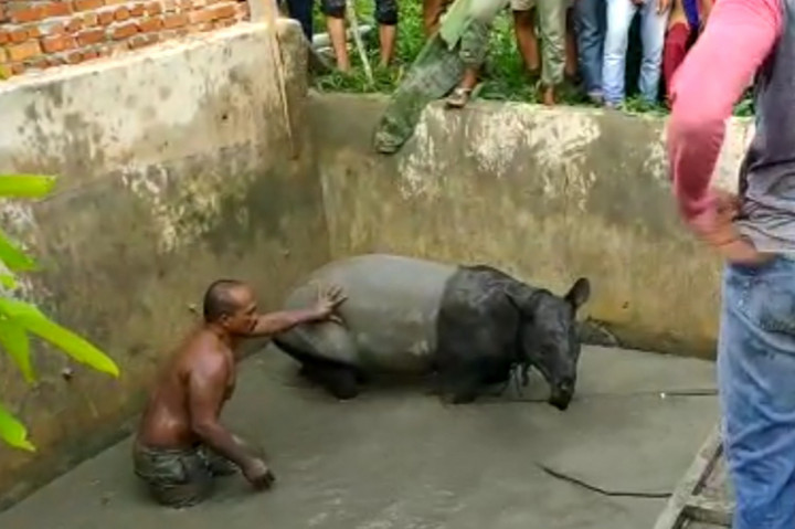 BBKSDA Riau Evakuasi Tapir yang Terjebak di Kolam Ikan Warga
