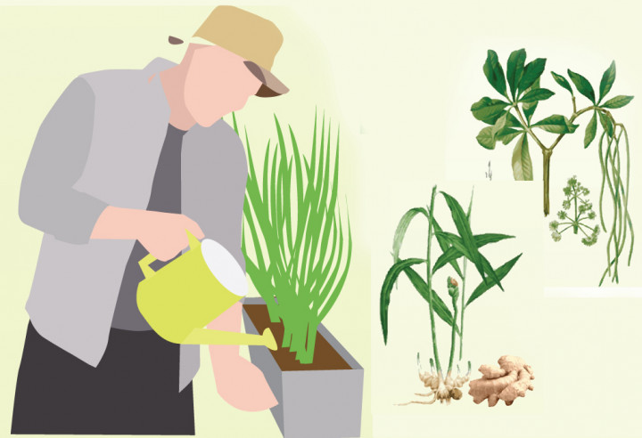 Mengenal Ragam Tanaman Herbal di Nusantara