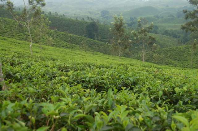 Sistem Usaha Agribisnis Dinilai Sesuai untuk Pembangunan Pertanian