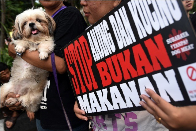 Daging Anjing Dilarang Dijual di Sukoharjo